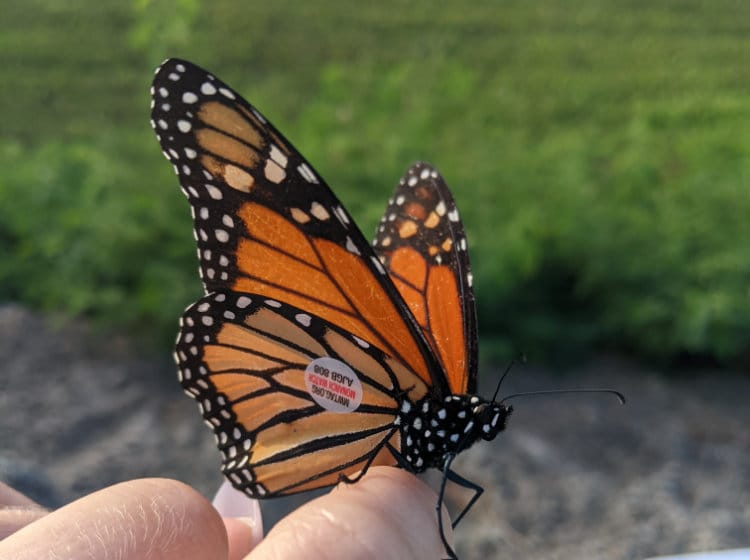 Butterfly-Event-jcN7Bx Butterfly-Event-jcN7Bx